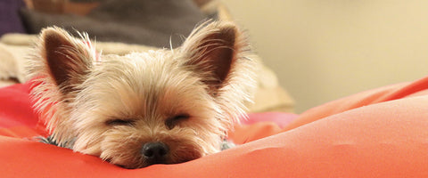 ペットロスを乗り越えるために必要なことは...