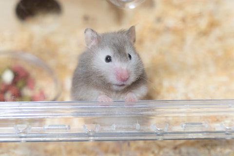 ハムスターが亡くなったらどうするの?生死の確認、プランター葬、お子さんのペットロスケアについて