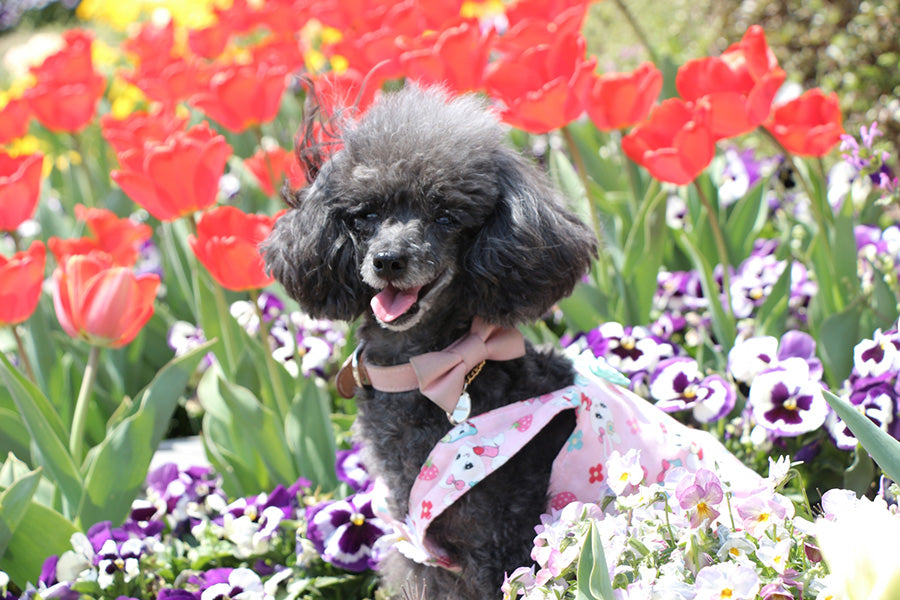 ペットに贈るお悔やみの花の選び方とお勧めの花 – Pet Momento